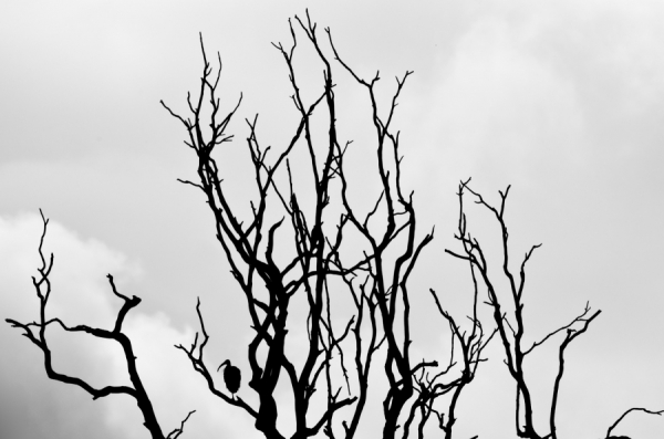 Photograph Bharath Ramalingam Beak And The Branches on One Eyeland